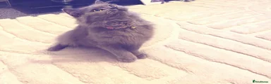 British Longhair 2