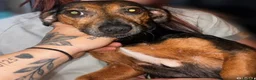 Dachshund dogs for sale: 5 beautiful puppies for sale - Advert 2