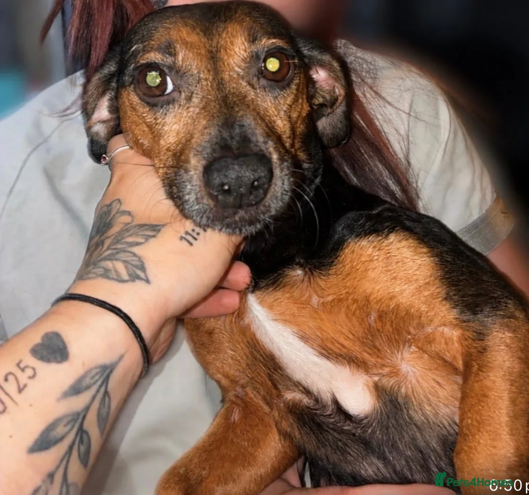 Dachshund dogs for sale: 5 beautiful puppies for sale - Advert 2