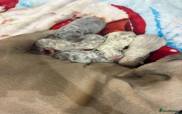 French Bulldog dogs for sale: Merle/Lilac/Isabella Fawn Frenchies - Image 11