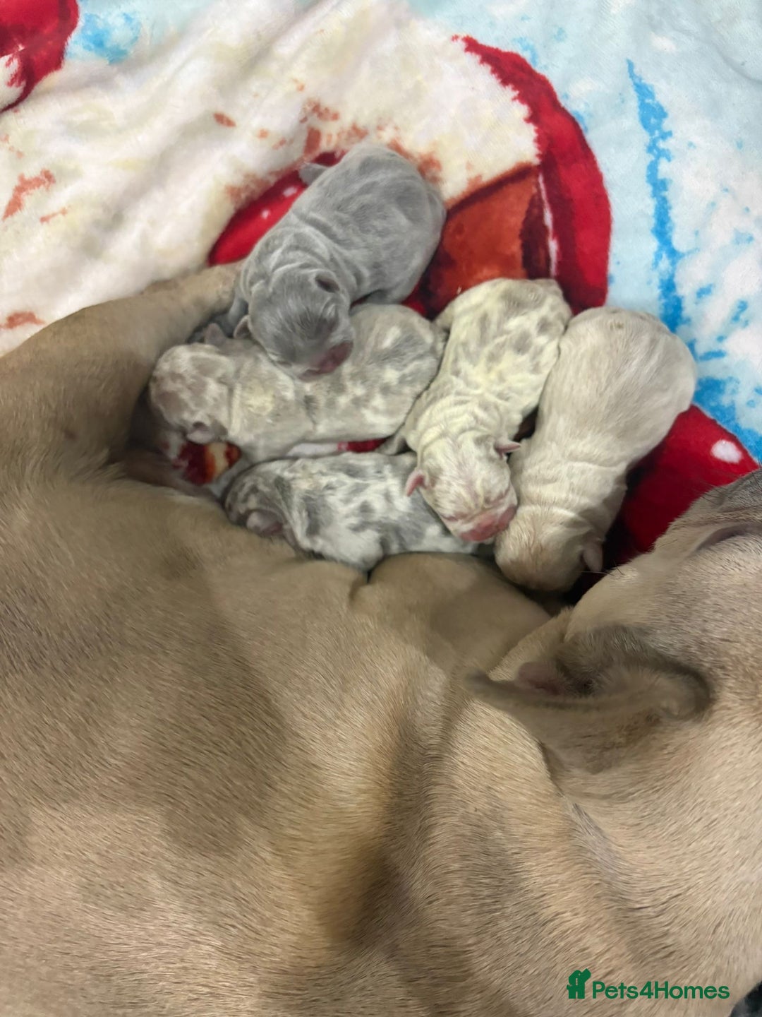 French Bulldog dogs for sale: Merle/Lilac/Isabella Fawn Frenchies - Image 11