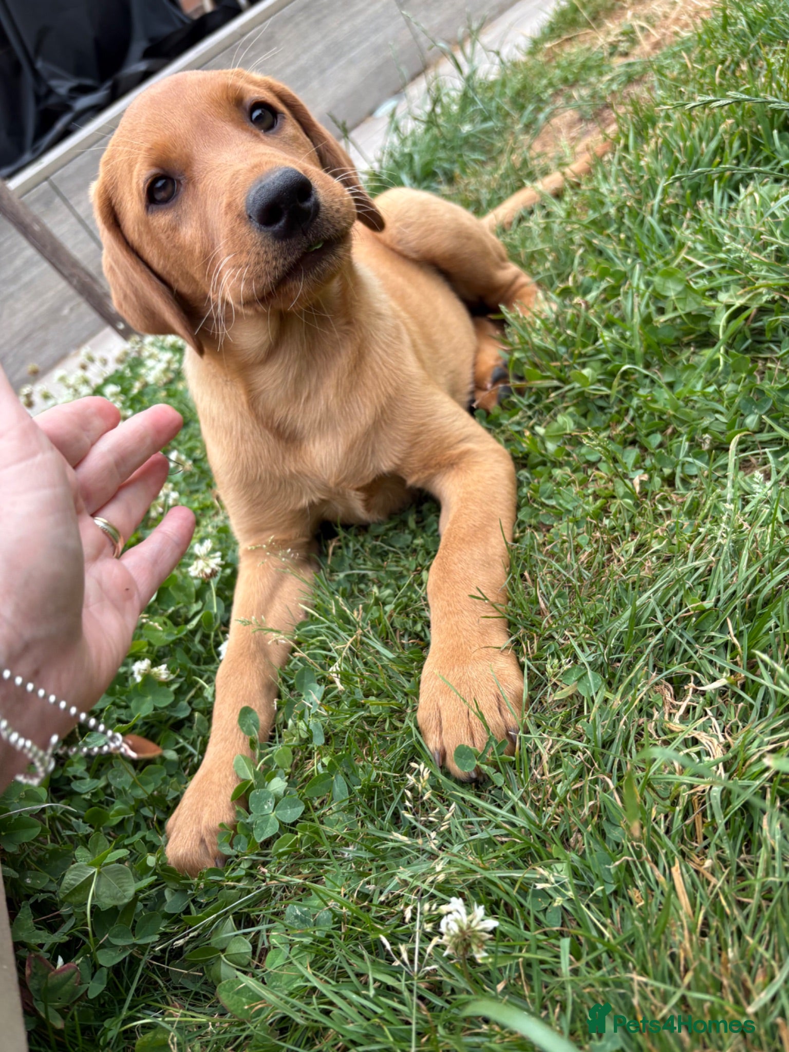 Labrador Retriever dogs 2 Girls available  - Advert 2