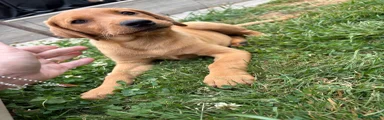 Labrador Retriever Puppy 4