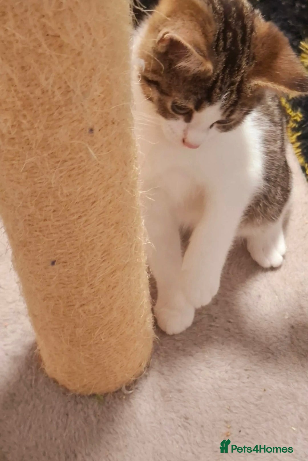 Mixed Breed cats for adoption: 5 adorable kittens looking for their forever homes - Advert 5