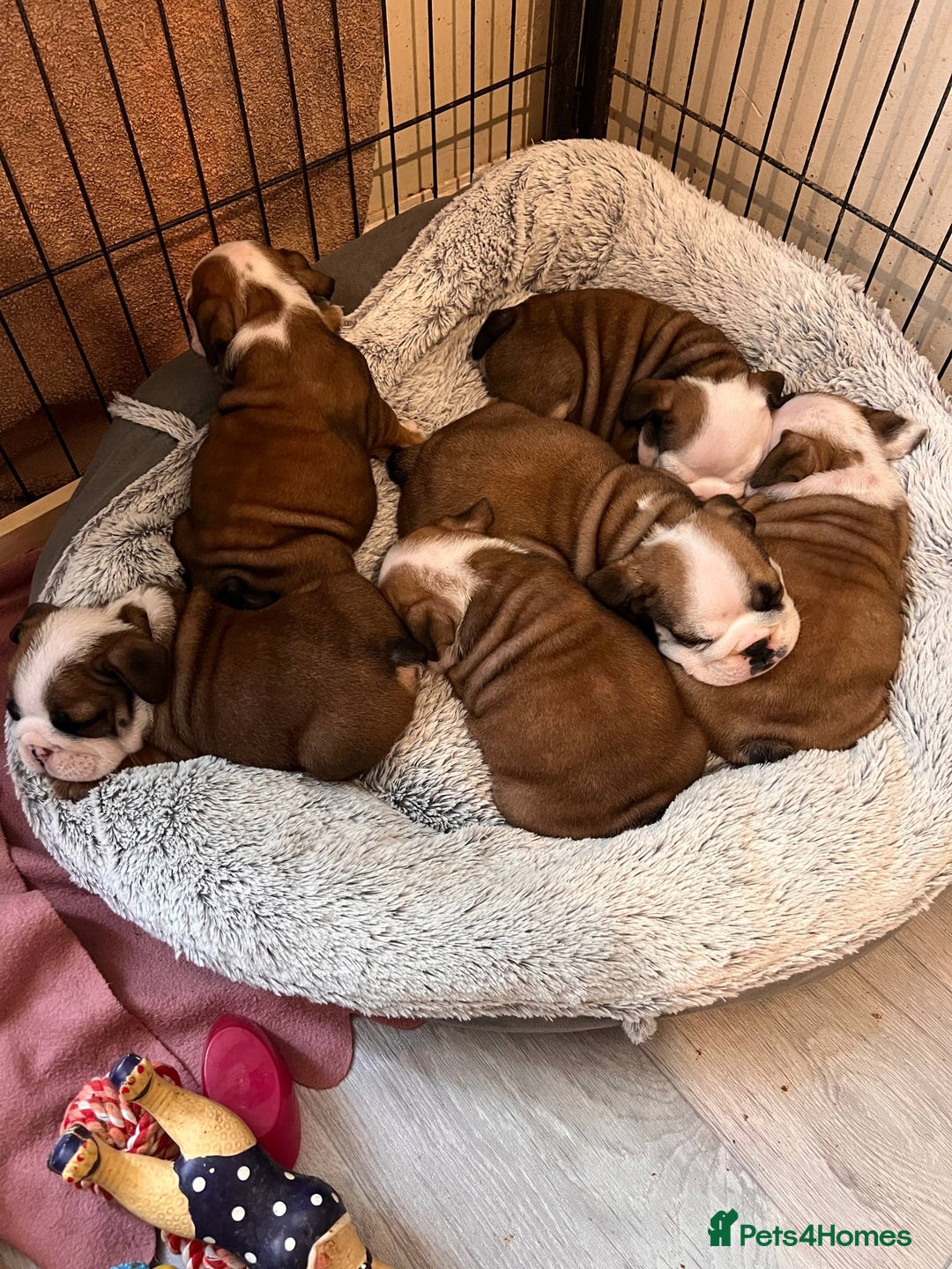 English Bulldog dogs for sale: 🔥 Traditional English bulldog puppies  🔥 - Image 1