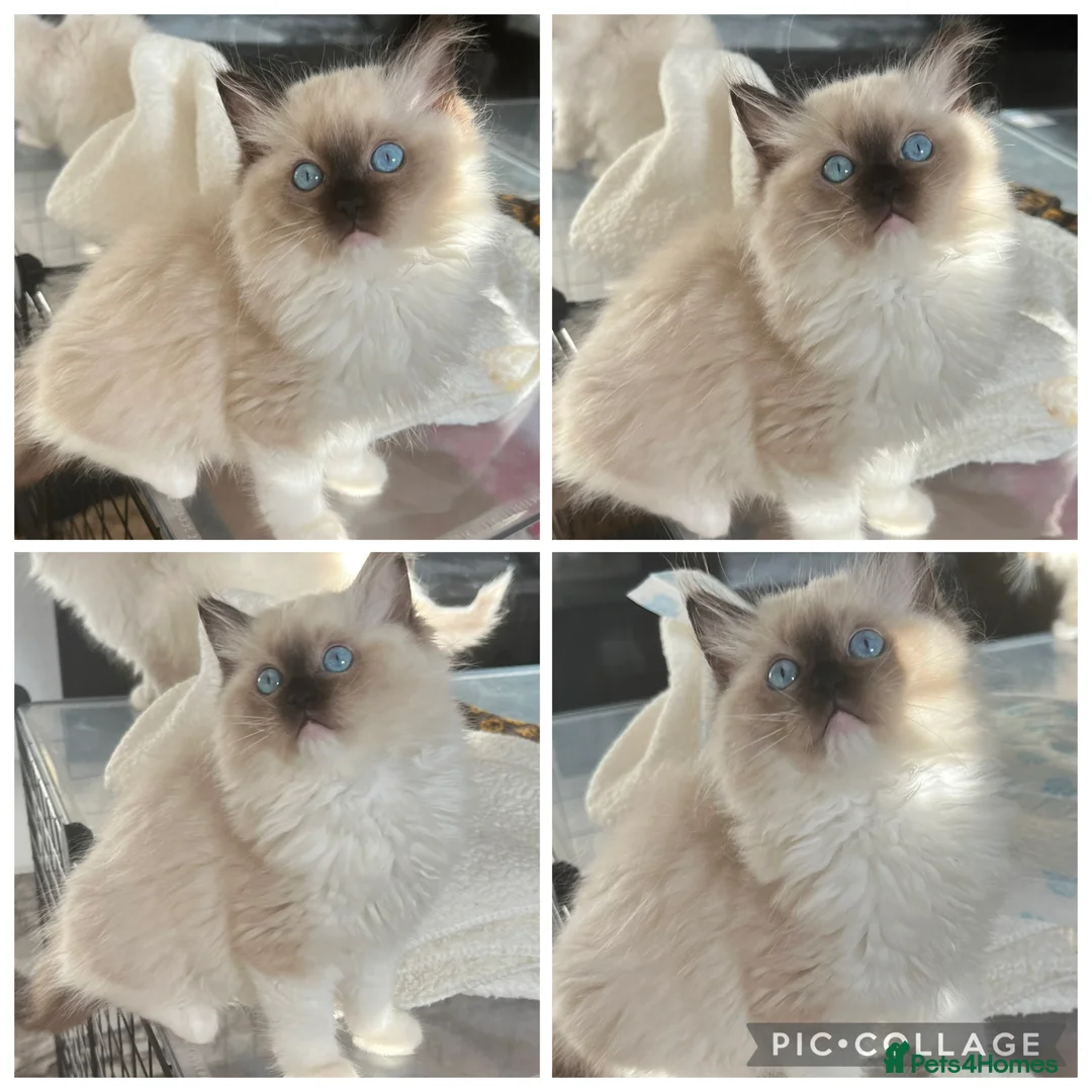 Ragdoll cats for sale: Reserved…Waiting list available - Advert 1