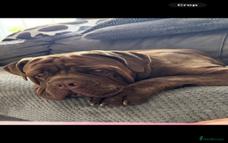 Neapolitan Mastiff dogs for sale: Neapolitan mastiff puppies due 27th September - Image 6
