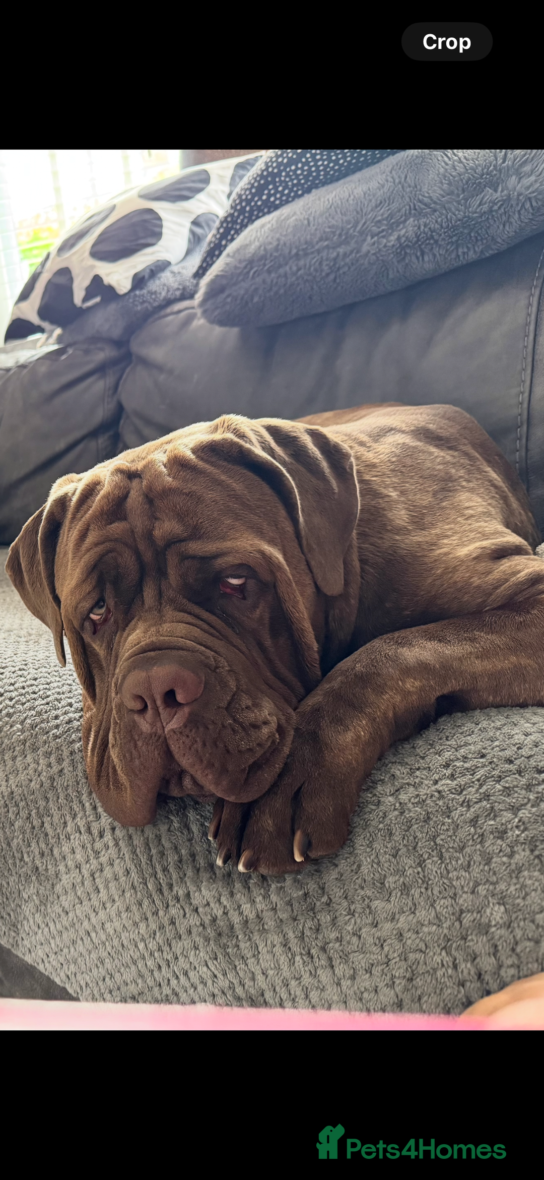 Neapolitan Mastiff dogs for sale: Neapolitan mastiff puppies due 27th September - Image 6