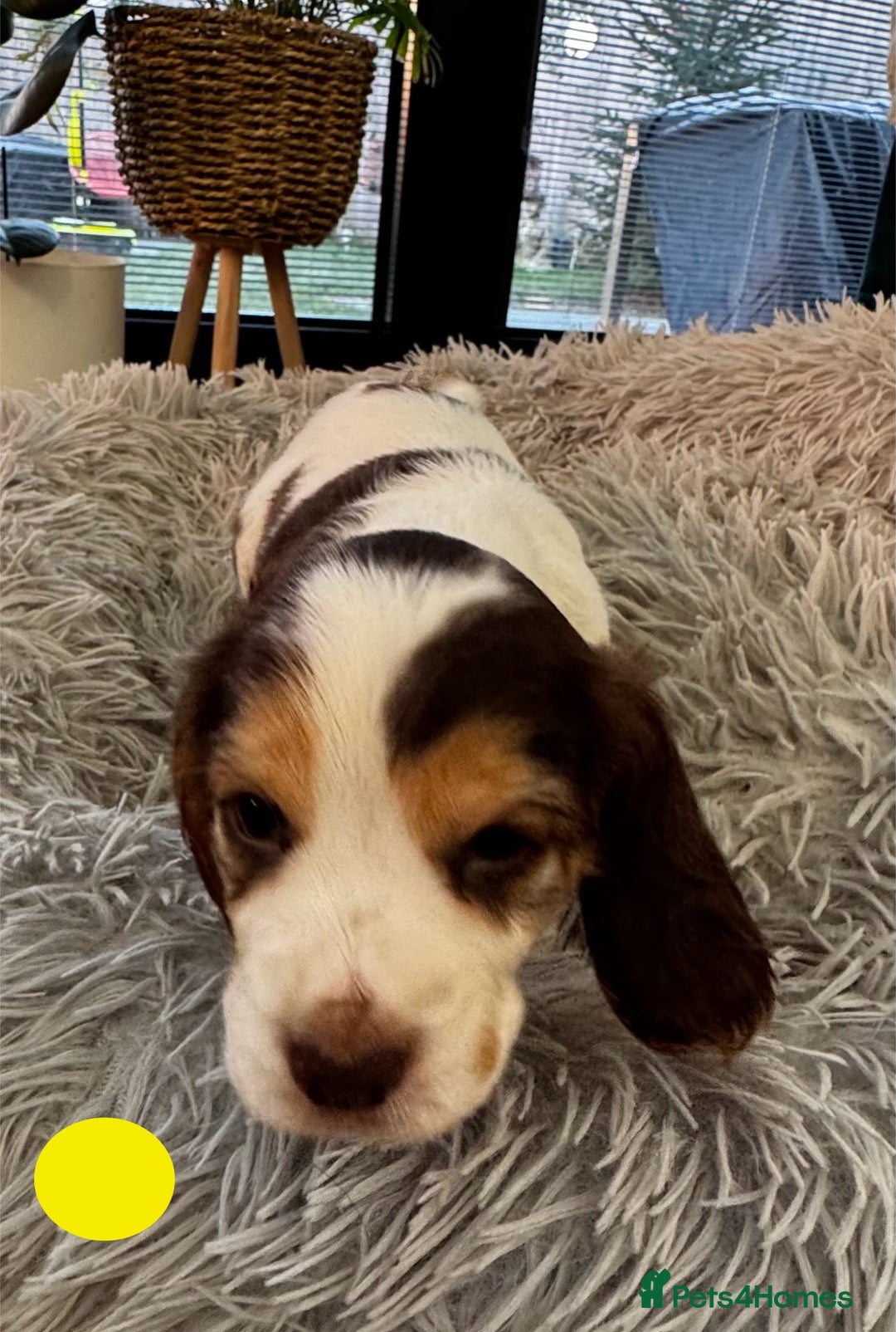 Cocker Spaniel dogs for sale: Fantastic Show / Working Cocker Spaniels - Advert 28