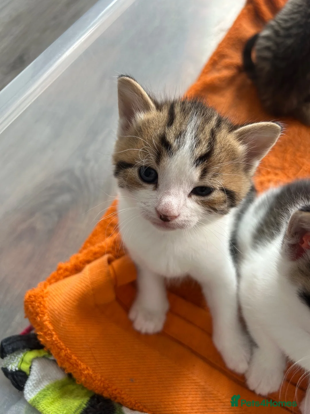 Mixed Breed cats for sale: Mother is a family pet and can be seen - Advert 2