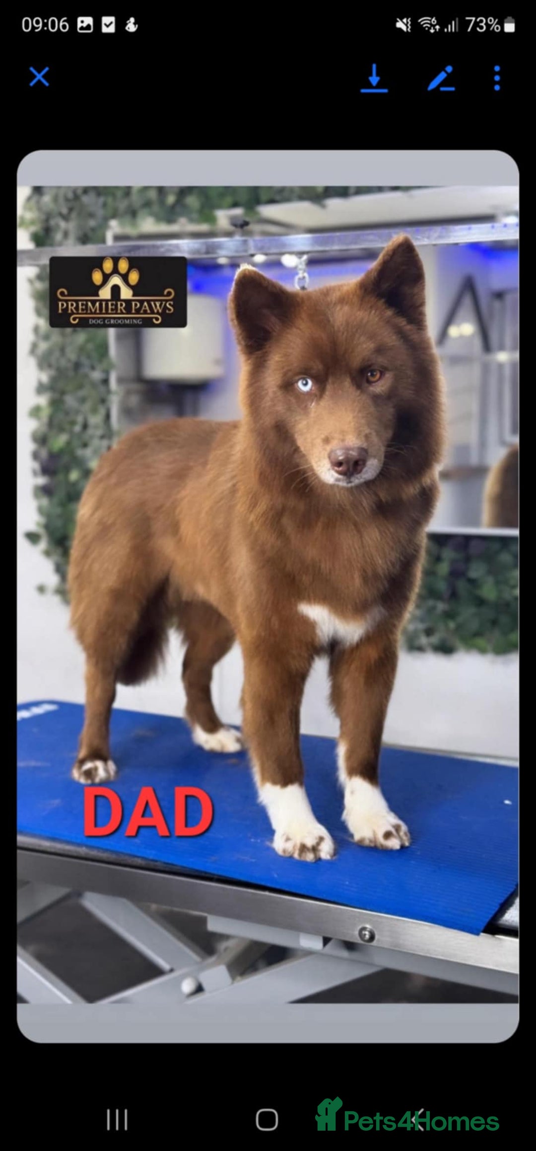 Siberian Husky dogs for sale: Wooly Siberian huskies - all Blue Eyes - Advert 16