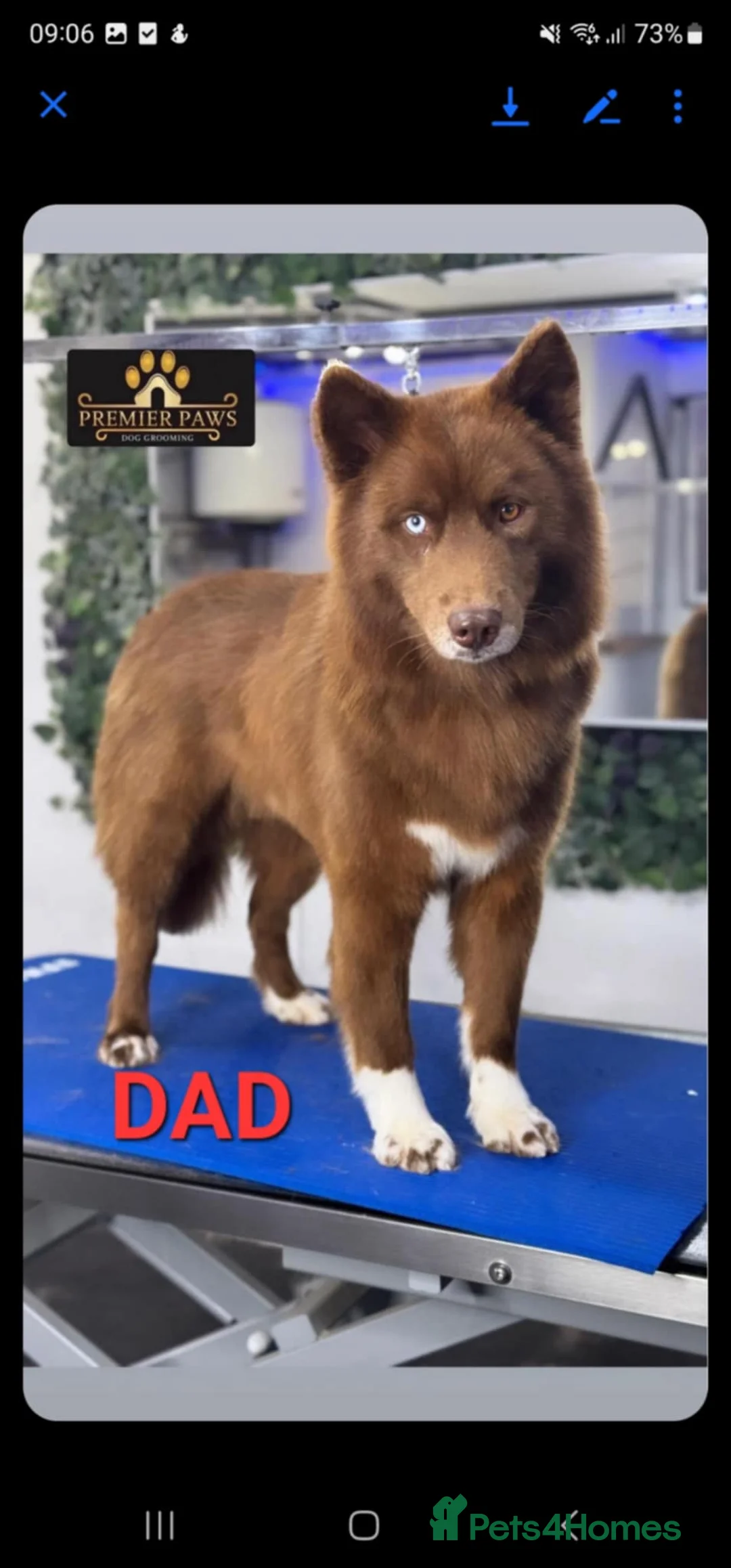 Siberian Husky dogs for sale: Wooly Siberian huskies - fully vaccinated  - Advert 17