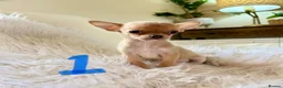 Chihuahua dogs for sale: Tiny chihuahua puppies - Advert 9