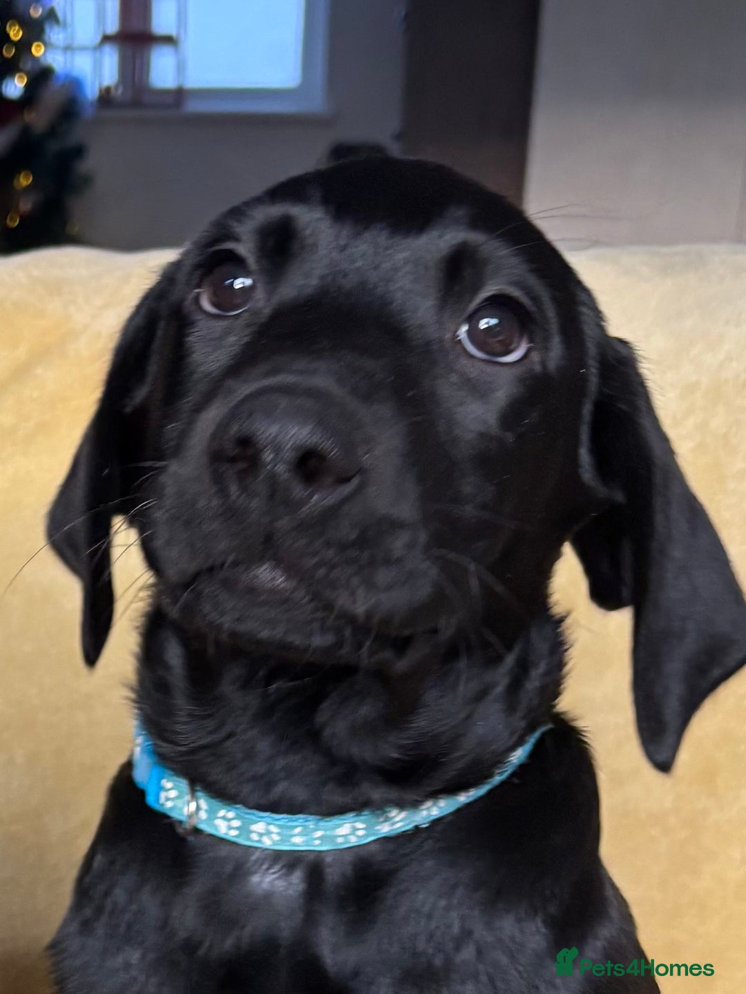 Labrador Retriever dogs for sale: KC Fully Health Tested Outstanding Working Line - Advert 11