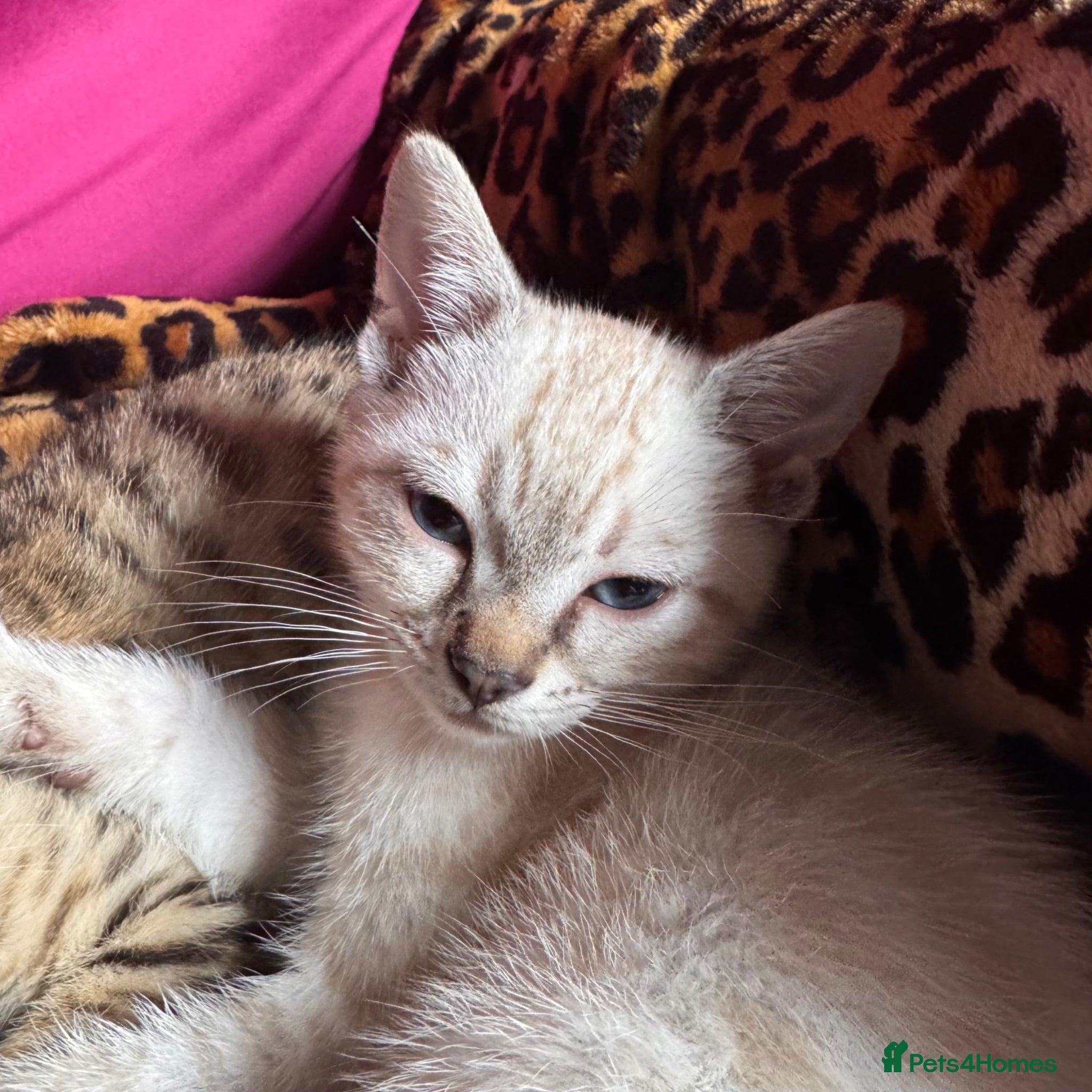 Bengal cats Snow girl available  - ready to leave  - Advert 10