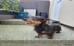 Miniature Dachshund dogs for sale: Wired hair miniature Dachshunds  - Image 7