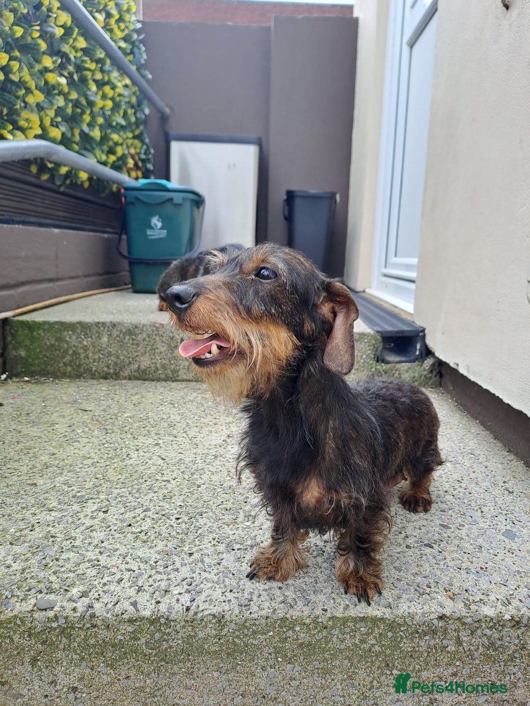 Miniature Dachshund dogs for sale: Wired hair miniature Dachshunds  - Image 7