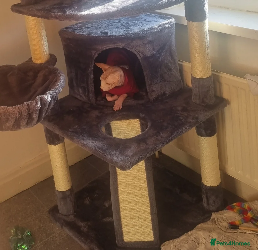 Sphynx cats for stud: Beautiful strong sphynx boy in Dewsbury - Advert 21