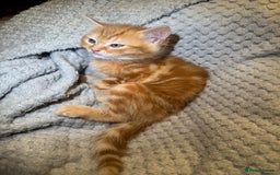Domestic Shorthair cats for sale: Real life Garfield🤩 - Image 22