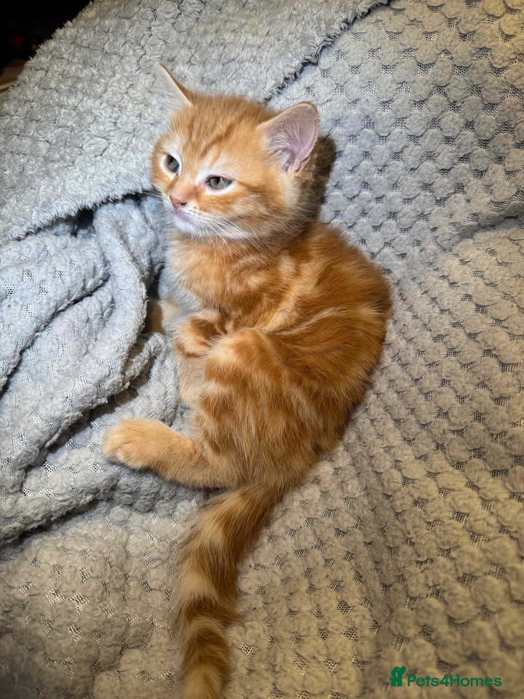 Domestic Shorthair cats for sale: Real life Garfield🤩 - Image 22