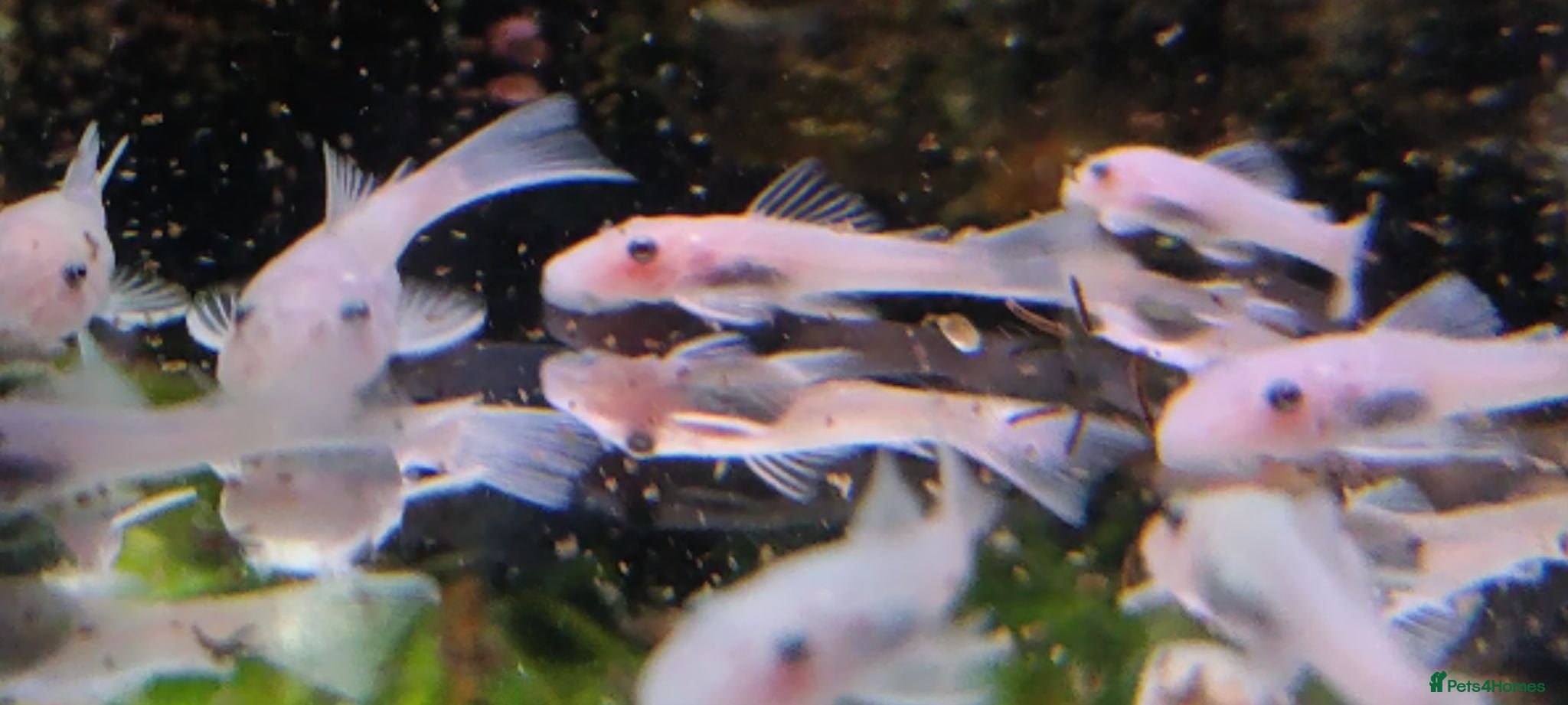 Plecos fish Snow White Bristlenose Short Fin Plecos - Advert 1