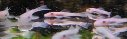 Plecos fish for sale: Snow White Bristlenose Short Fin Plecos - Advert 1