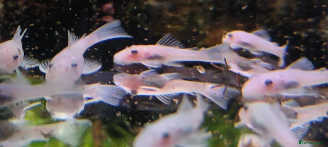 Plecos fish for sale: Snow White Bristlenose Short Fin Plecos - Advert 1
