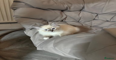 Ragdoll cats - Advert 1