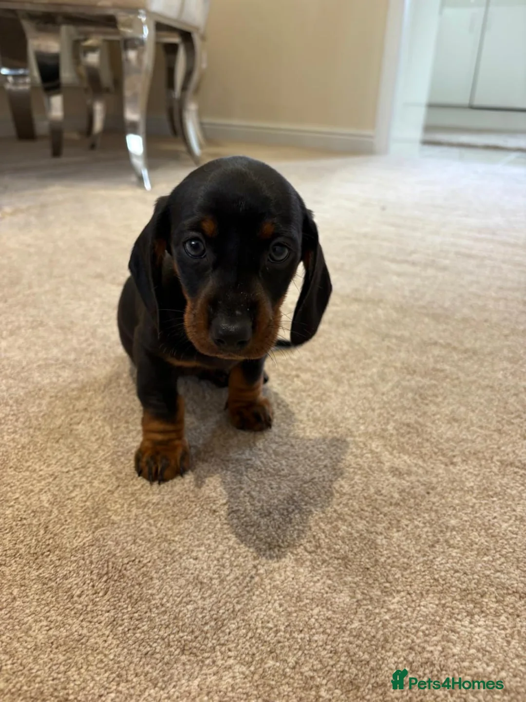 Miniature Dachshund dogs for sale: MINIATURE DACHSHUND PUPPIES FOR SALE in Norwich - Advert 5