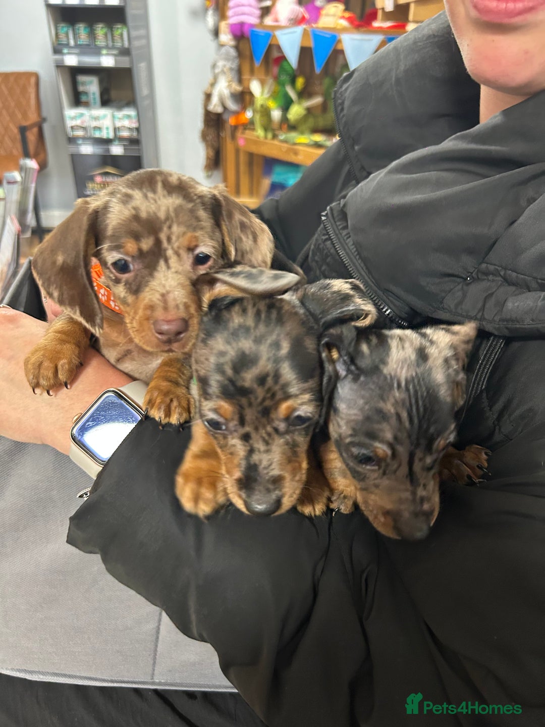 Miniature Dachshund dogs for sale: Miniature dashound puppies 💕💙  - Image 5
