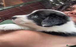 Border Collie dogs for stud: Beautiful Border Collie for Stud - Image 11