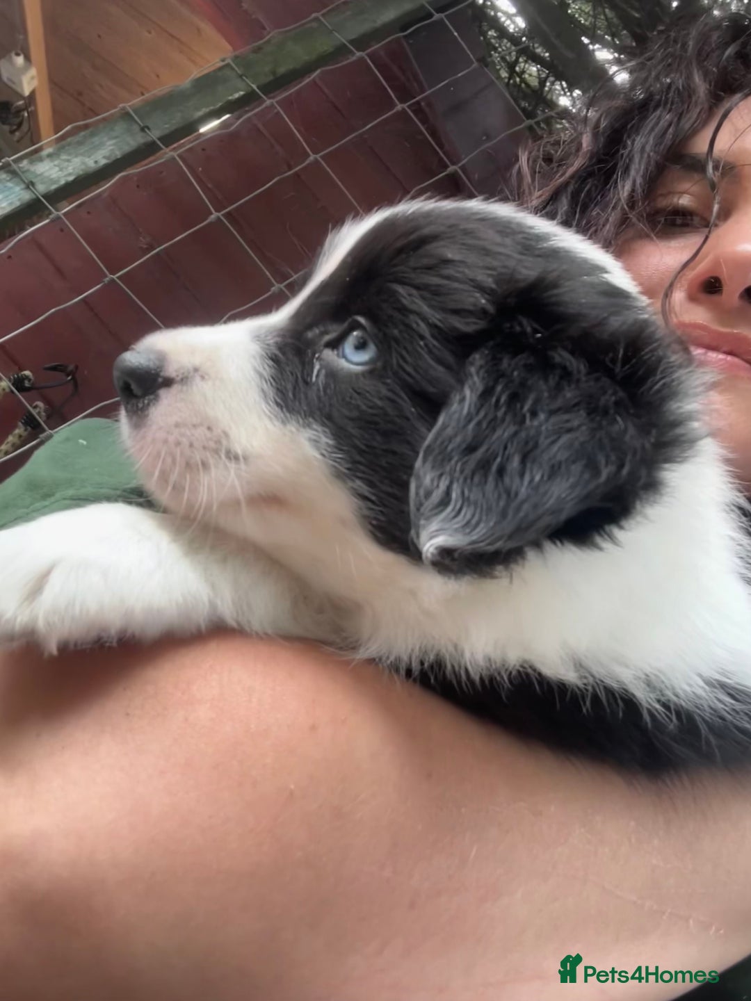 Border Collie dogs for stud: Beautiful Border Collie for Stud - Image 11