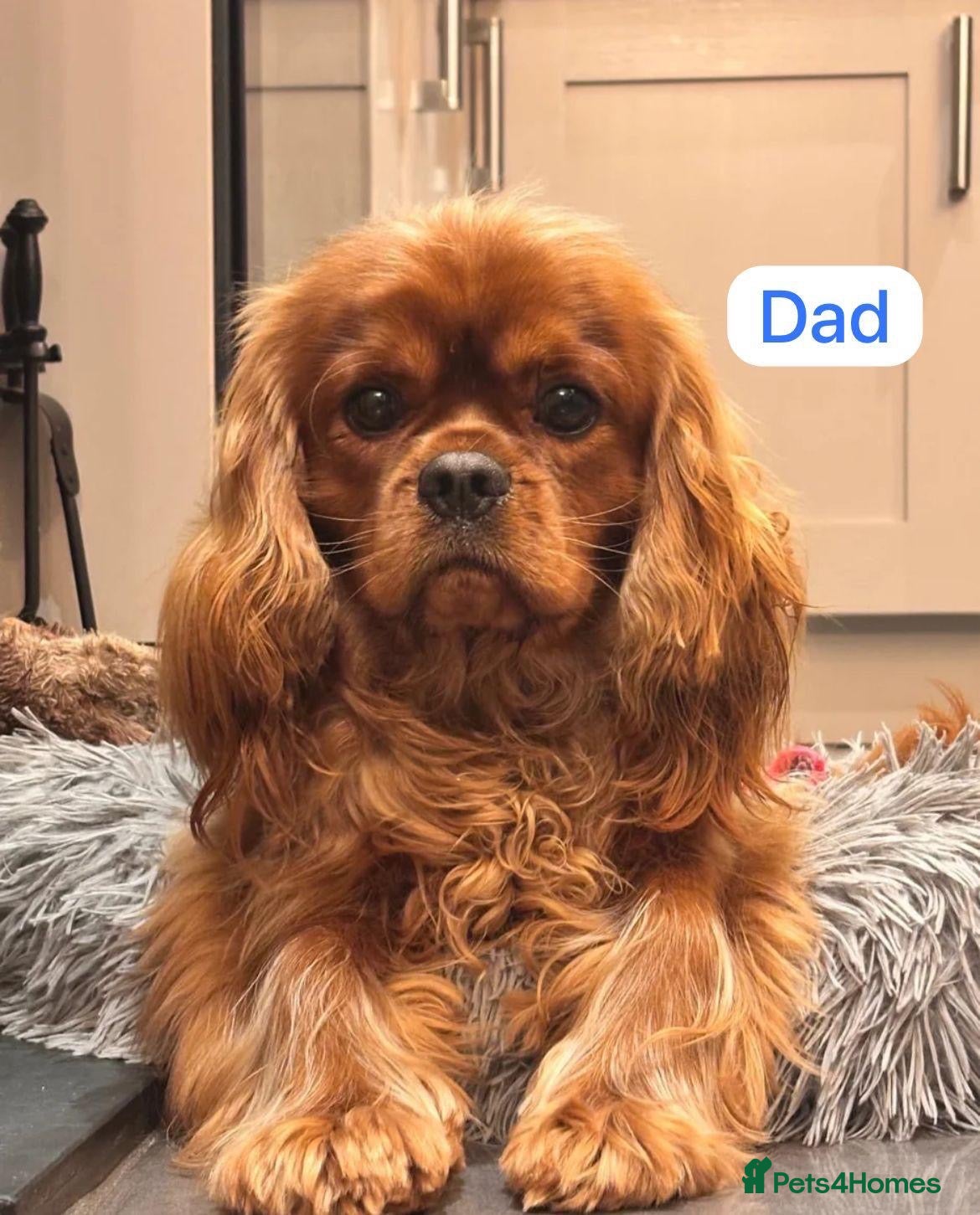 Cavapoo dogs Cavapoo puppies  - Advert 2