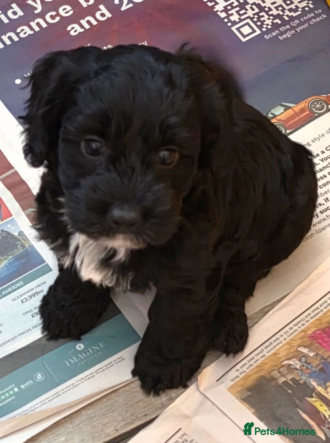 Cockapoo dogs for sale: Gorgeous Cockerpoo Girls READY NOW 🐾💗 - Advert 13