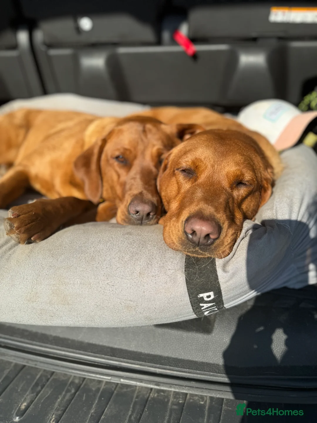 Labrador Retriever dogs for sale: CLOSED - Fox Red Labrador puppies.  - Advert 18