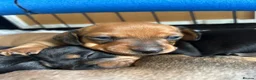 Miniature Dachshund dogs for sale: Miniature Dachshund Puppies - Advert 2
