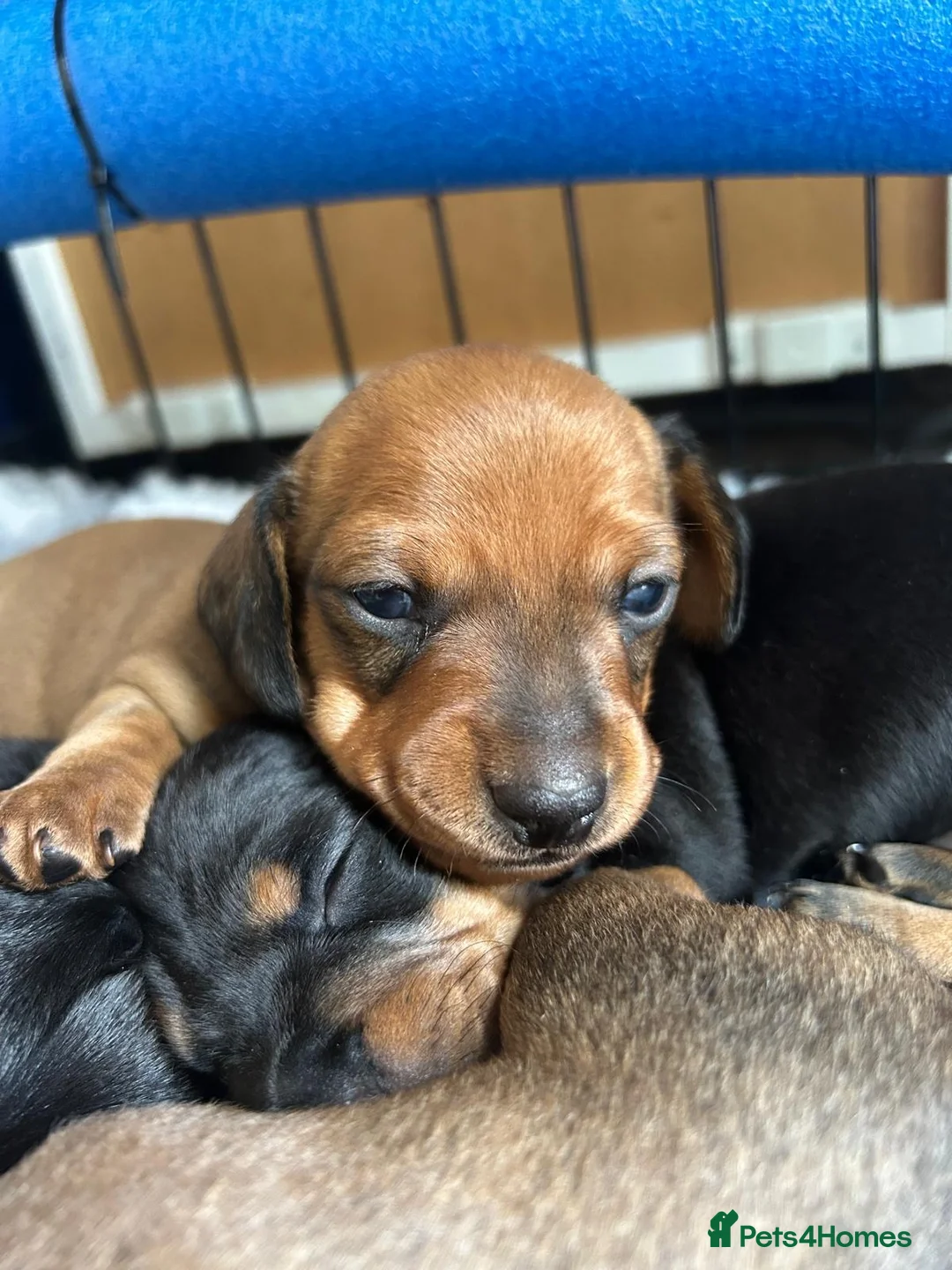 Miniature Dachshund dogs for sale: Miniature Dachshund Puppies - Advert 2