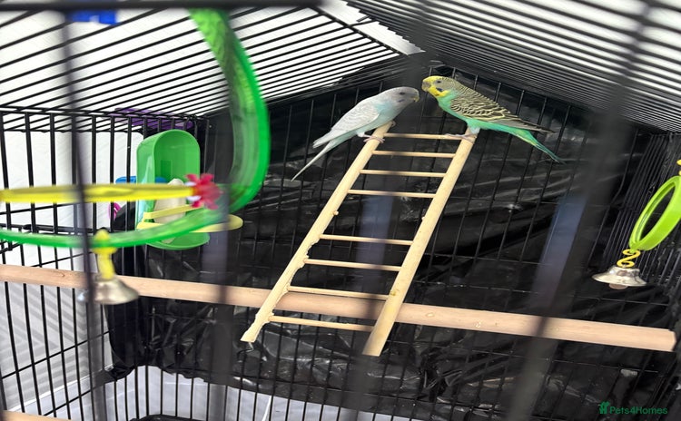 Budgerigars birds - Advert 2