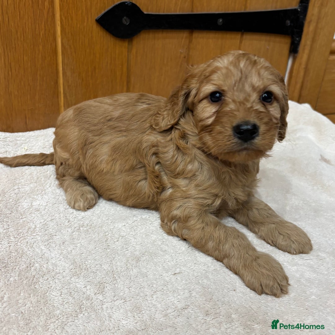 Cockapoo dogs for sale: Stunning Cockapoos Puppies DNA tested parents  - Advert 7