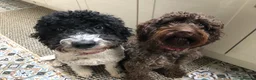 Cockapoo dogs for sale: F1b Cockapoo puppies  - Advert 4