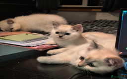 British Shorthair cats for sale: 💙❤️COLORPOINT 🐾BSH 🏆GCCF & TICA reg - Image 25