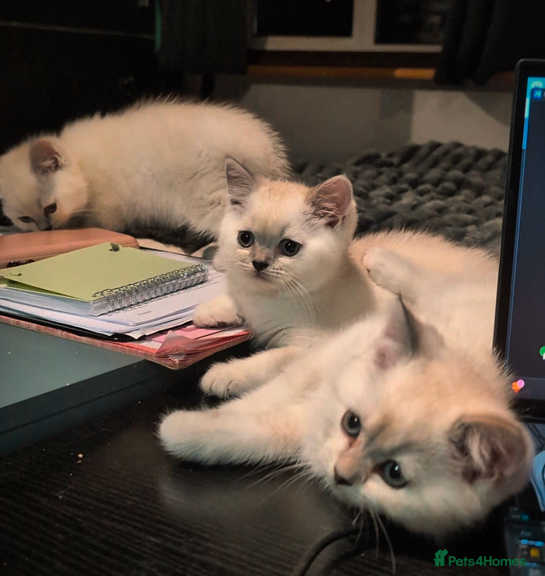 British Shorthair cats for sale: 💙❤️COLORPOINT 🐾BSH 🏆GCCF & TICA reg - Image 25