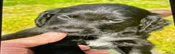 Cocker Spaniel dogs for sale: KC Working cocker spaniel puppies  - Advert 7