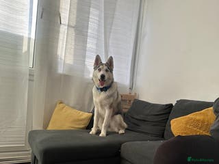 Siberian Husky dogs Ocean - Advert 1