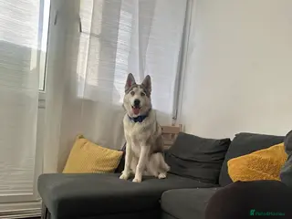 Siberian Husky dogs Ocean - Advert 7