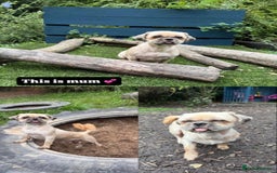 Shih Tzu dogs for sale: Shihtzu imperial - Advert 11