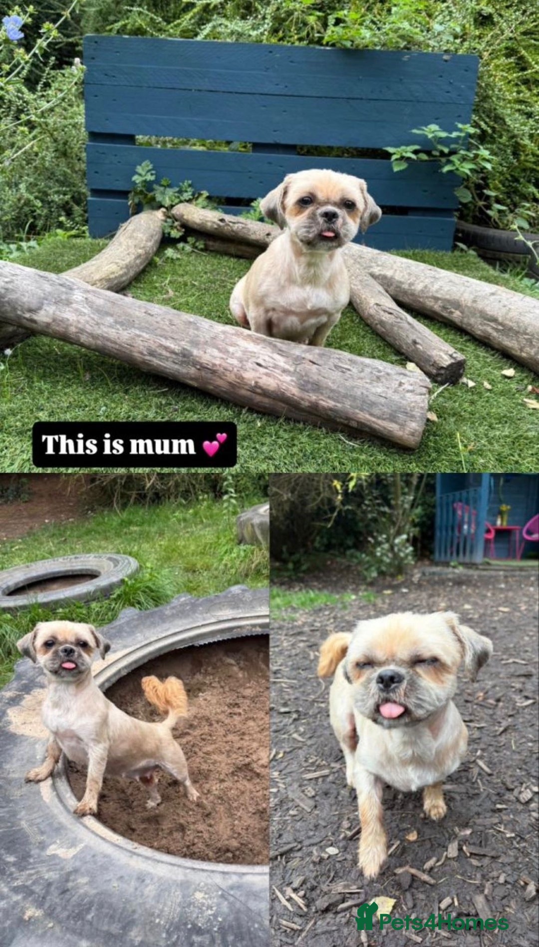 Shih Tzu dogs for sale: Shihtzu imperial - Advert 11