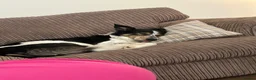 Border Collie dogs for sale: Meg the Border Collie  - Advert 9
