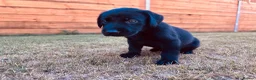 Labrador Retriever dogs for sale: KC Registered Labrador Puppies 🐾🐾🐾 - Advert 10