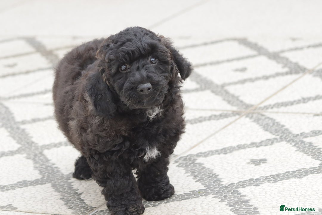 Poochon dogs for sale: F1 Poochon puppy for sale - Image 11